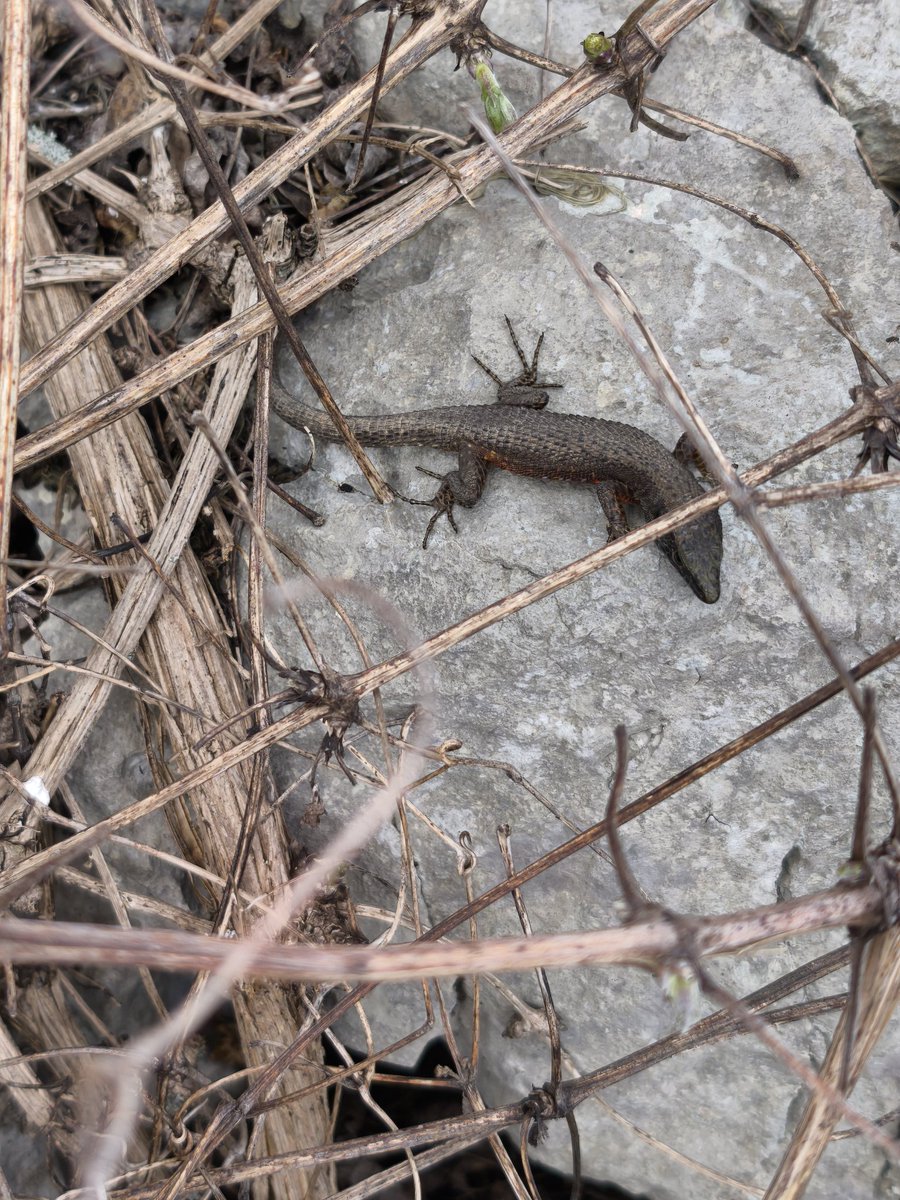 Petar Pero tweet media