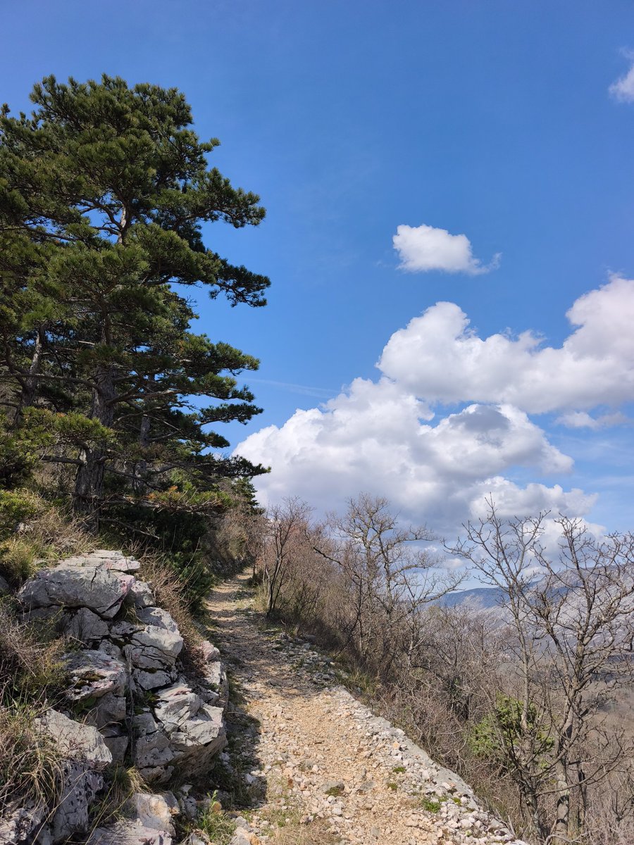 Petar Pero tweet media