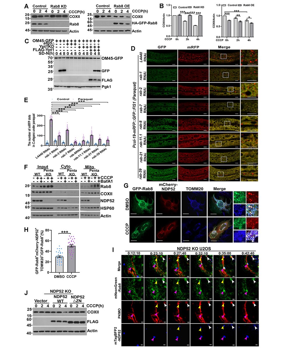 Journal of Cell Biology tweet media