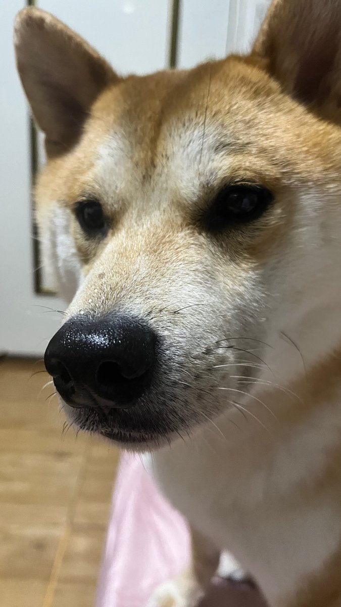 MaruDiary_'s tweet photo. ここ数日Maruを見かけないね。
みんな、もうMaru不足じゃない？🐶✨
#柴犬 #しばいぬ #柴犬のいる暮らし #犬好きさんと繋がりたい https://t.co/LwDdx0uGH0
