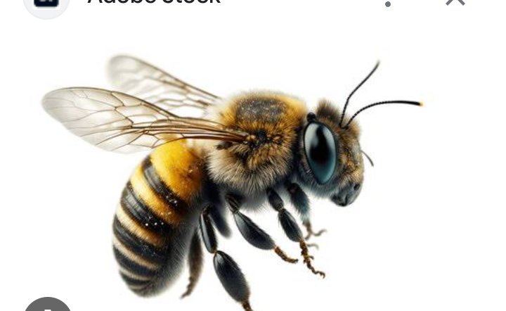 The bee does not simply collect nectar. She performs a dance to show her sisters where the sweetest blooms are.

True abundance is not found in what we gather for ourselves, but in how joyfully we show others where the garden is. 🐝✨
#WildWisdom #DailyMetaphor #NatureLessons