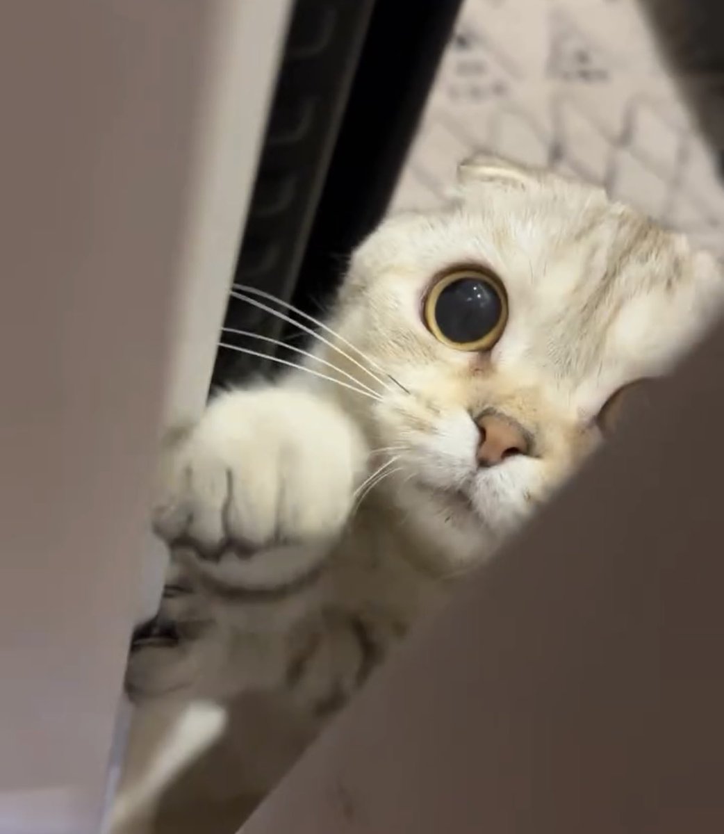 🐱น่ากินน้ะะะ ขอชิมๆ ขออังโกะชิมๆ หน่อยก้ะ
🐈‍⬛ม่ายห้ายยย