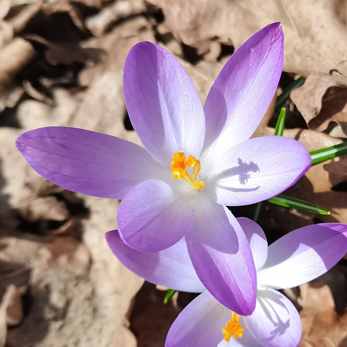 Scycoman's tweet image. #huaweiphotography #huawei #aicamera 😺🖖🏻🌟™️