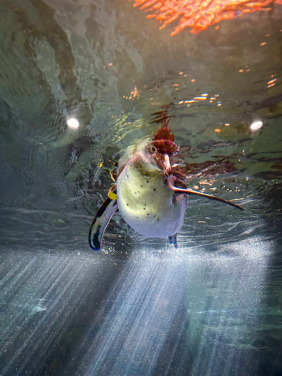 Aquarium of Niagara tweet media