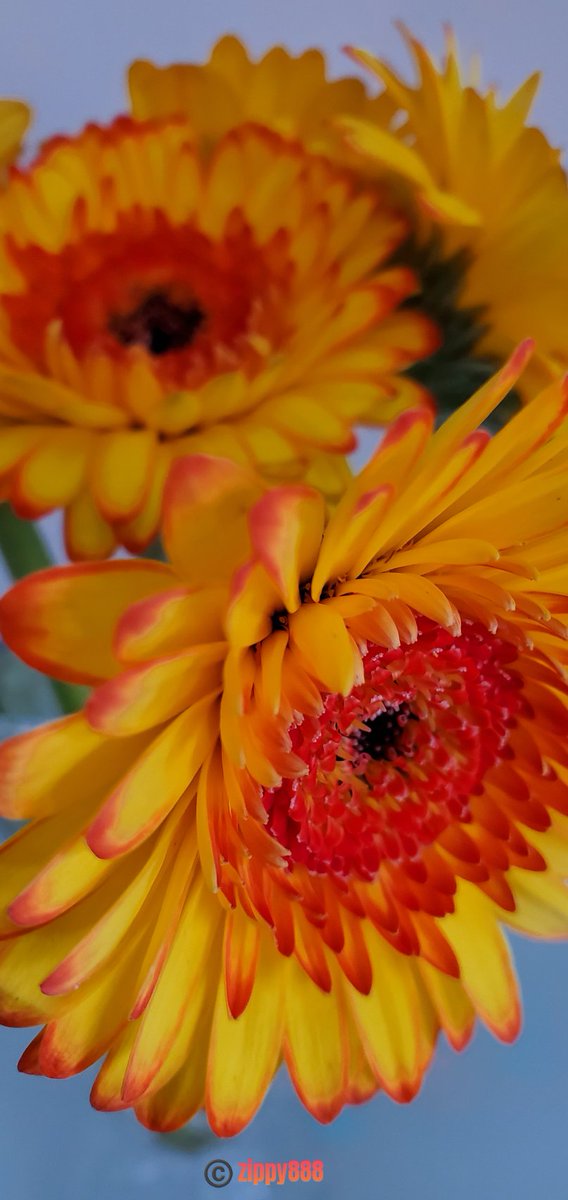 zzippy888's tweet image. For #SundaySharing please share or QP your favourite #PhotoOfTheWeek. 
Pretty #Gerber #daisies!