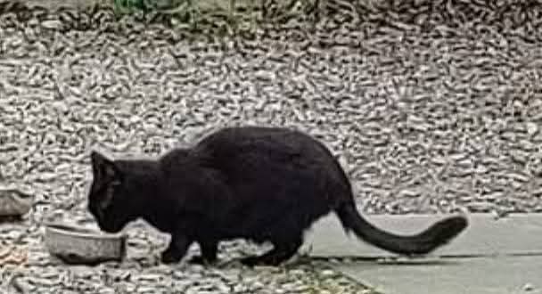 team_greenacres's tweet photo. URGENT INJURED JET IS STILL MISSING. Please share Jet from #Widnes #Warrington during #stolendoghour 🙏💚🙏

All info in original post below👇

#teamgreenacres #rescue #rehomehour #lostcat #foundcat #missingcat #stolencat #catsoftwitter #catsofX #catsofinstagram https://t.co/XtwoLxQmnr