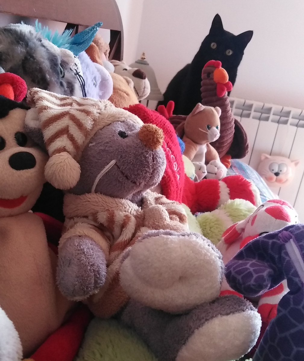 A-Mici😺Buona Miao Domenica💗 mi sono mimetizzata talmente bene che Zia Maolindas non mi troverà mai😼 e per fortuna, così non mi stressa con baci e coccole😸 Ma che Miao #vitadagatti 😹
AMici ricordate che per strada ci sono tanti gattini come me, che aspettano di essere salvati