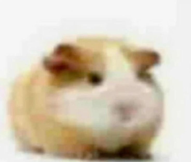 ‍‍♱ 𝕴𝐒𝐀𝐈𝐀𝐇 tweet media