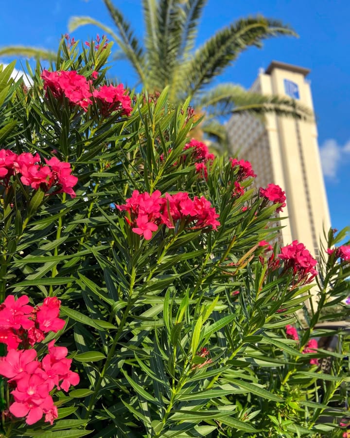 IP Casino Resort Spa tweet media