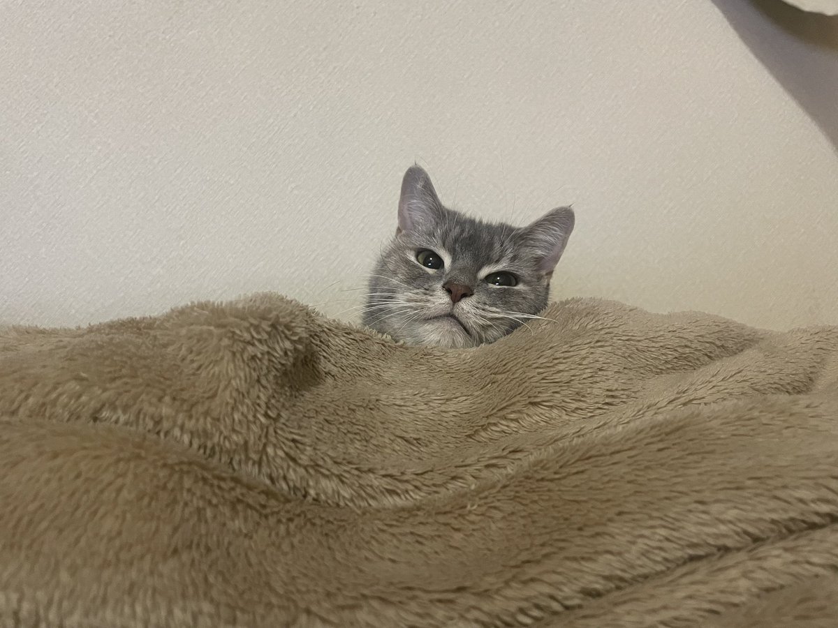 たりま姫 tweet media