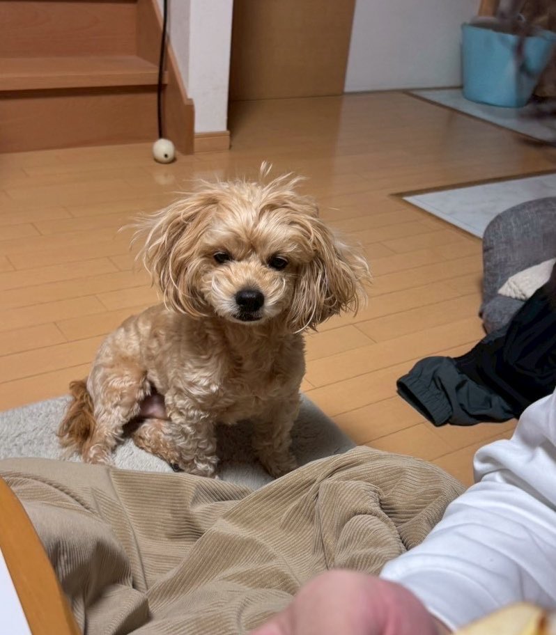 チワプーのゆずくん@STEPNER💫S国20エナ E国10エナ tweet media