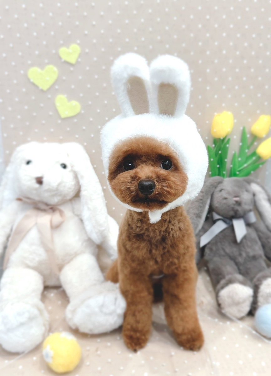 チワプーのゆずくん@STEPNER💫S国20エナ E国10エナ tweet media