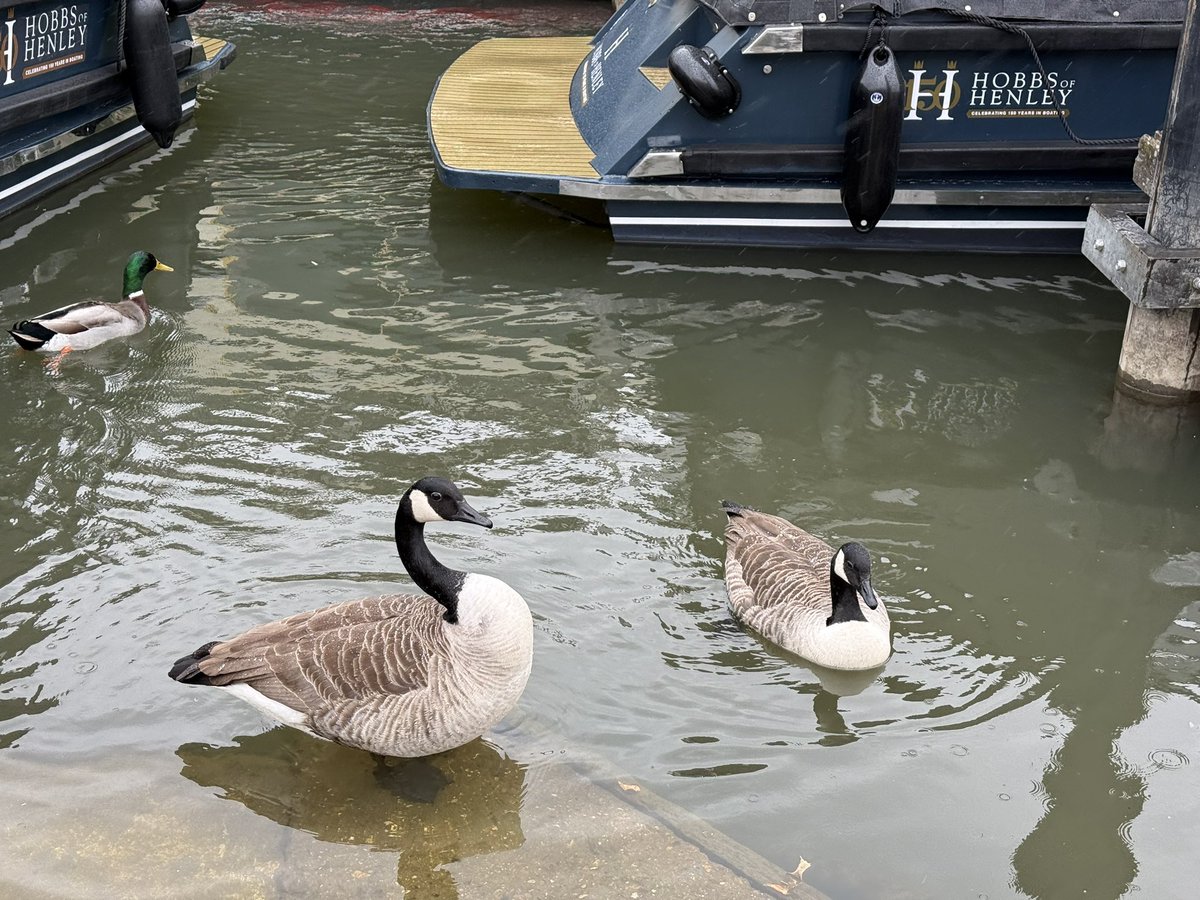 All_The_Geese tweet media