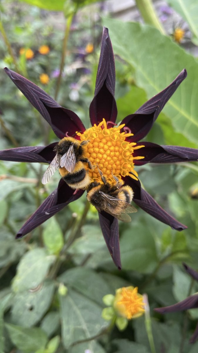 Hawk_Yeah tweet media