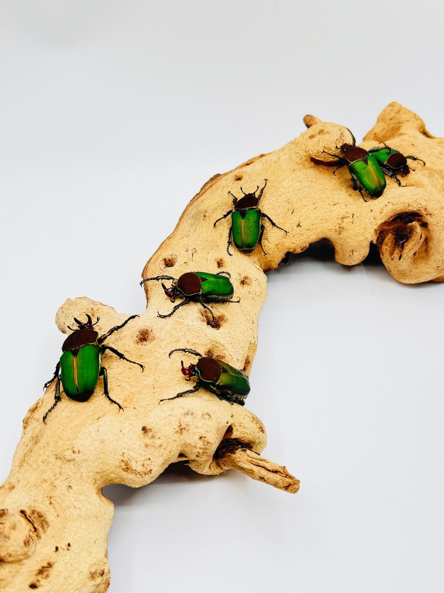 ヒョン tweet media