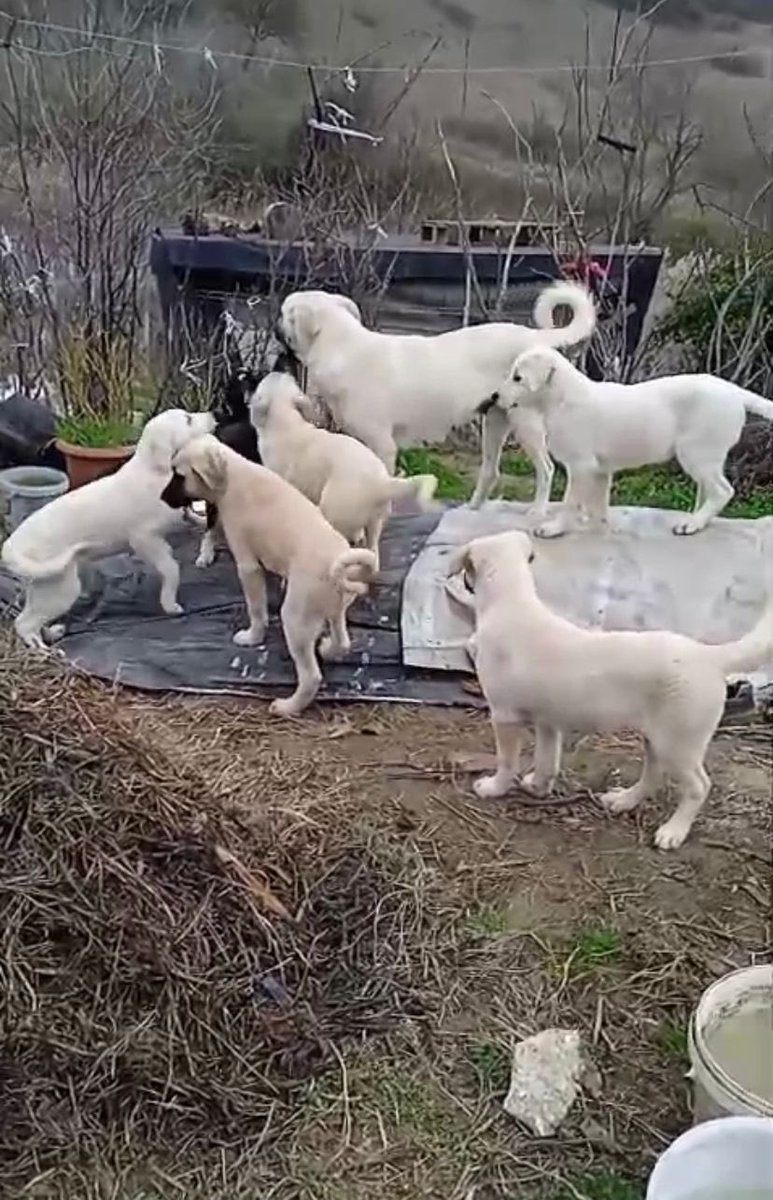 tezcan ama disi kedo #YasayıGeriÇek tweet media