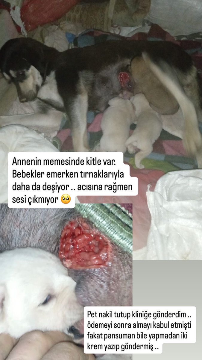 tezcan ama disi kedo #YasayıGeriÇek tweet media