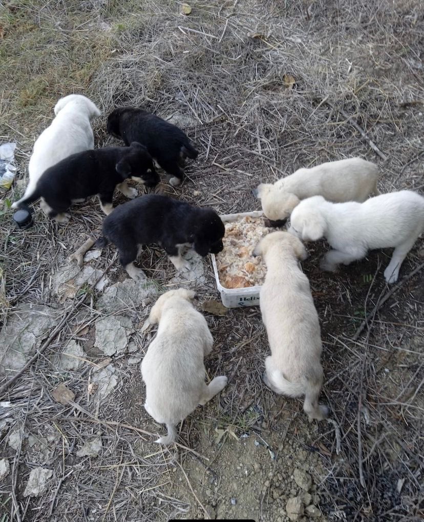 tezcan ama disi kedo #YasayıGeriÇek tweet media