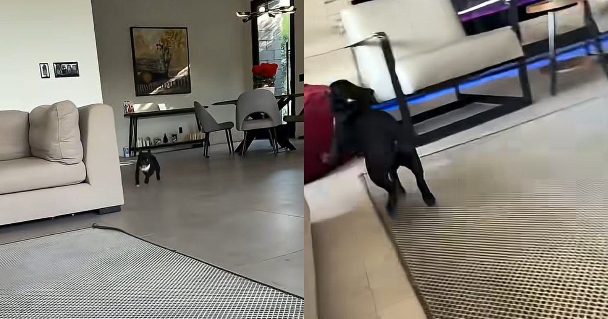 Фокус tweet media