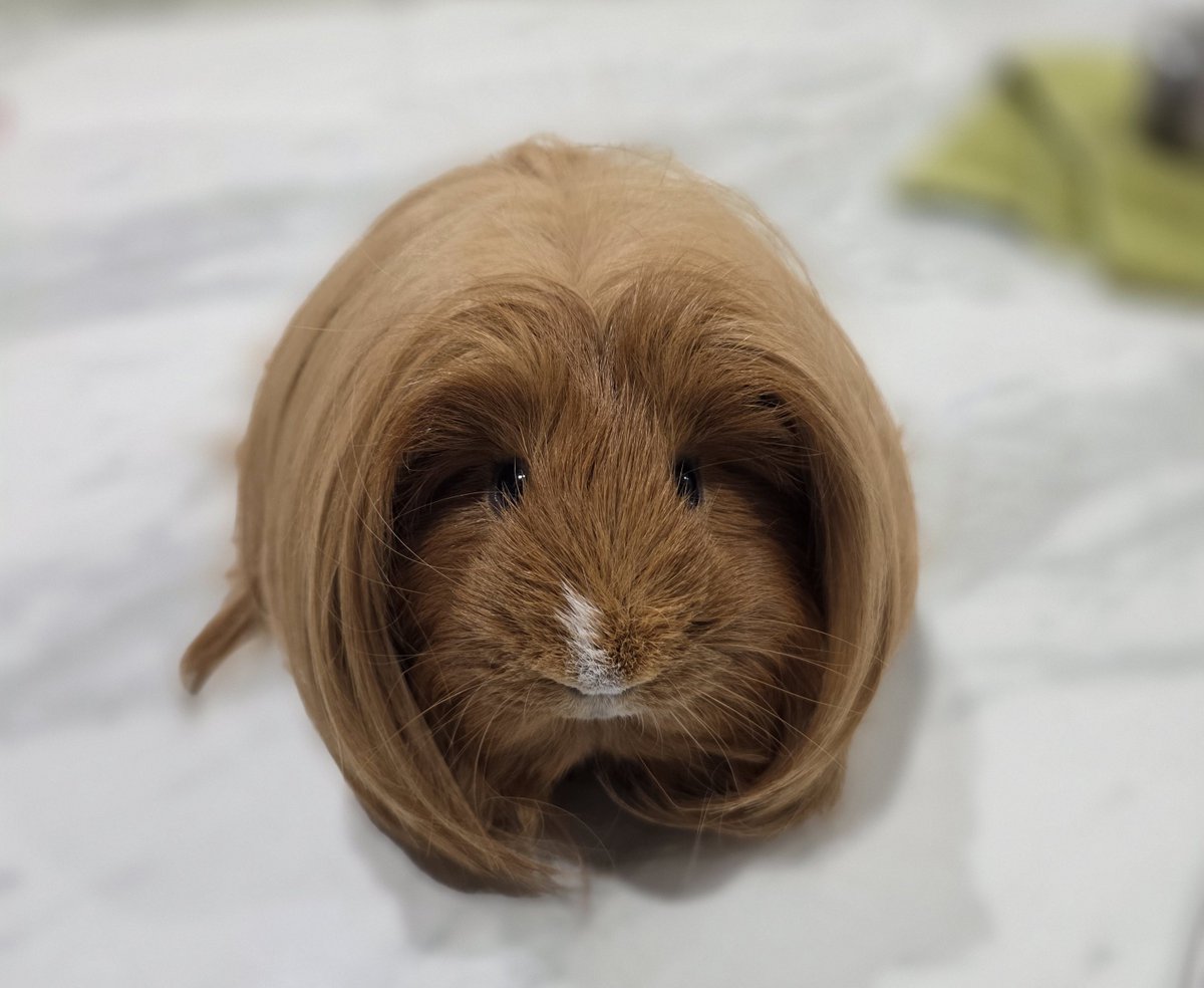 Alicia Stella tweet media