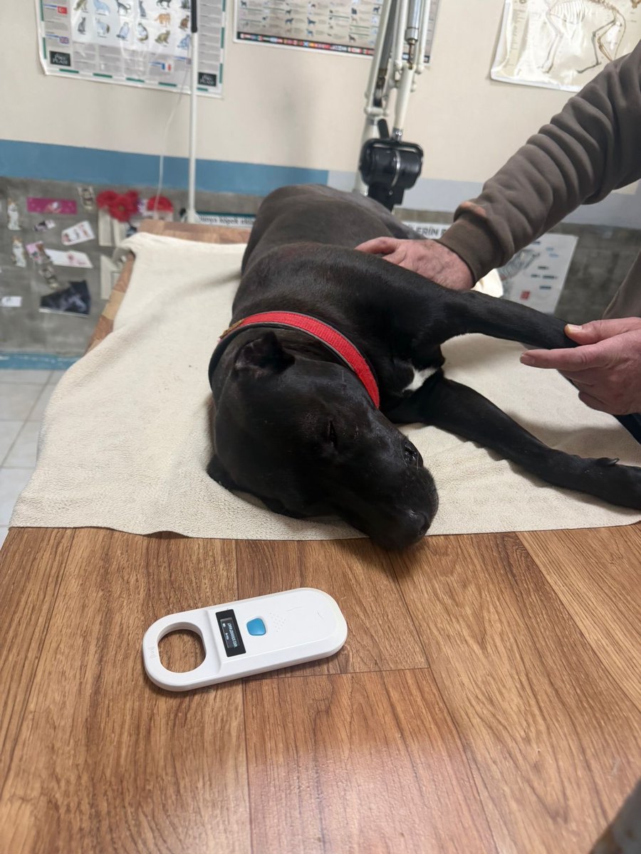 Elif Ozkan tweet media