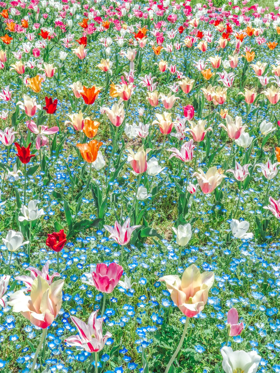 めかぶ tweet media