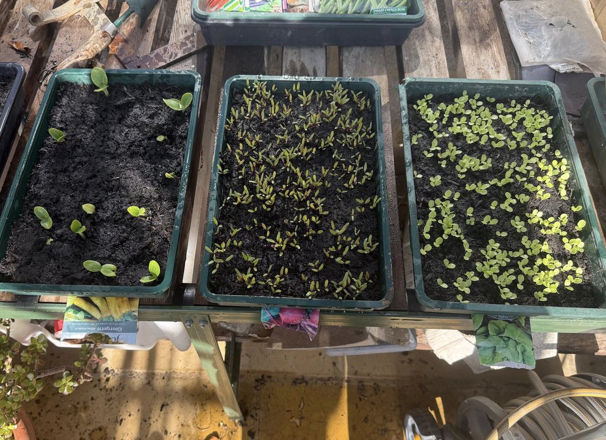 Rupert Lowe MP tweet media