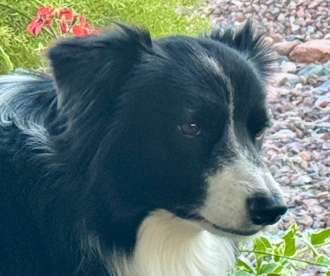 Randy Roberson tweet media