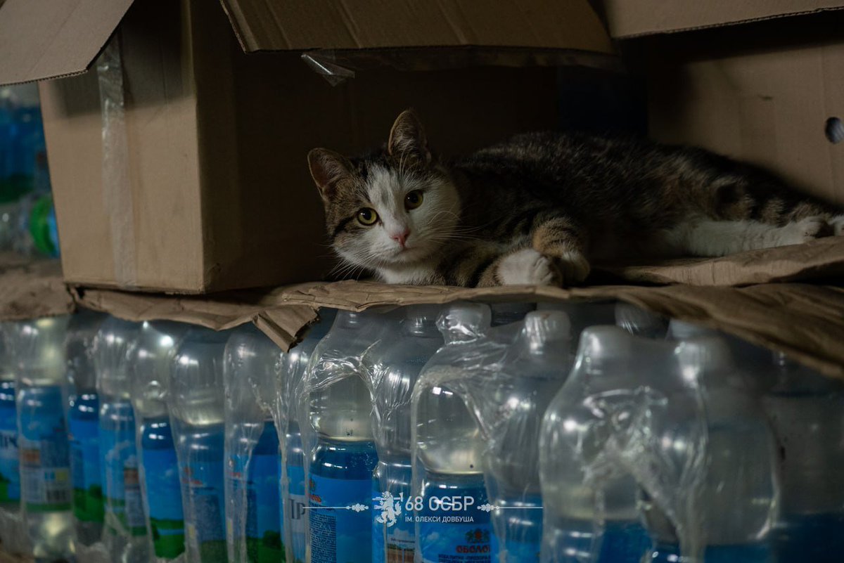 68th Jaeger Brigade tweet media