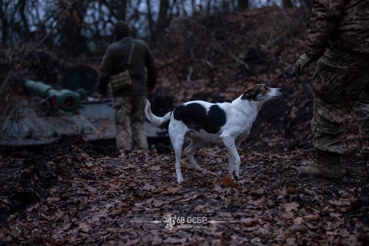 68th Jaeger Brigade tweet media