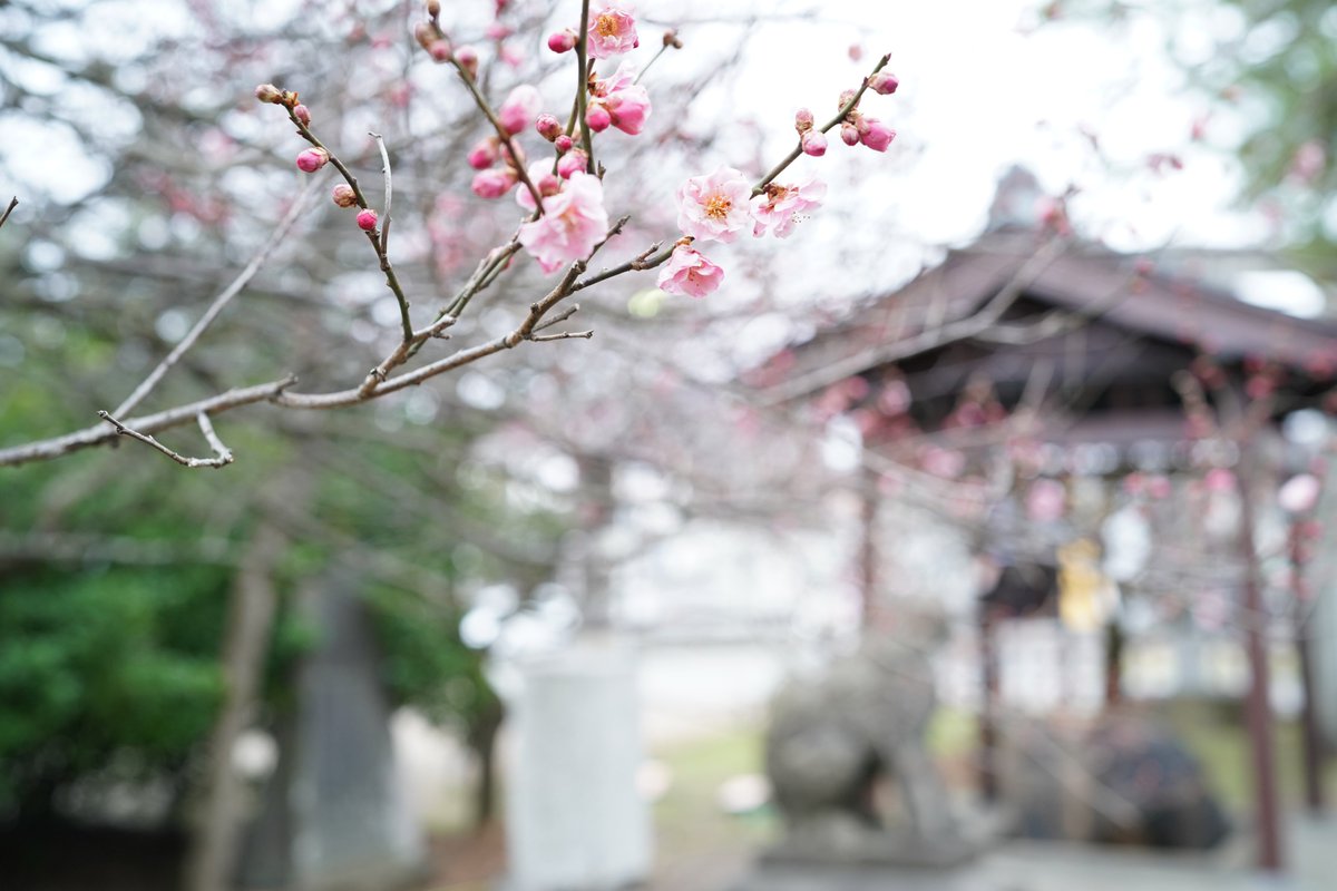 ひらかむし tweet media