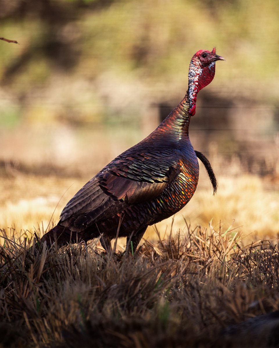 Realtree tweet media