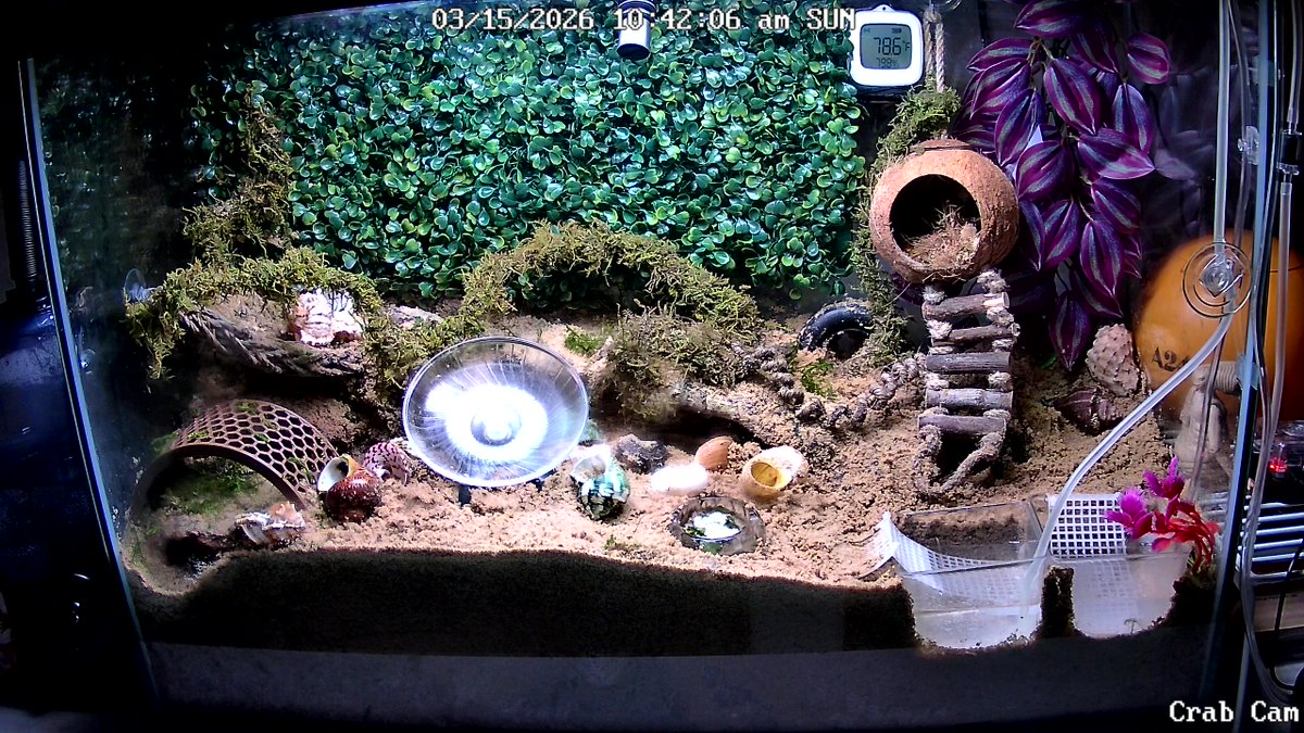 Claude Crabs tweet media