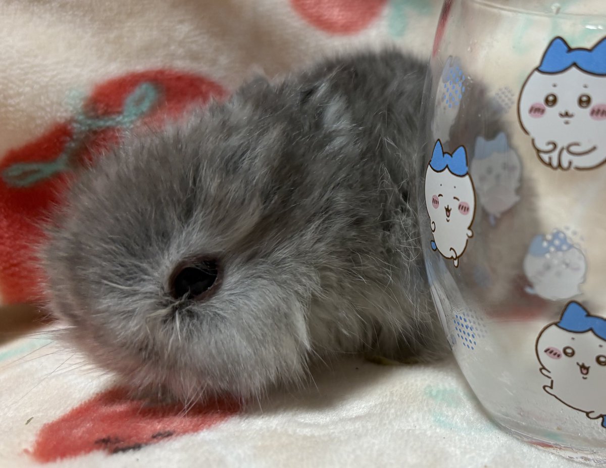 小さい頃の写真見返してたら
もふりんすぎる