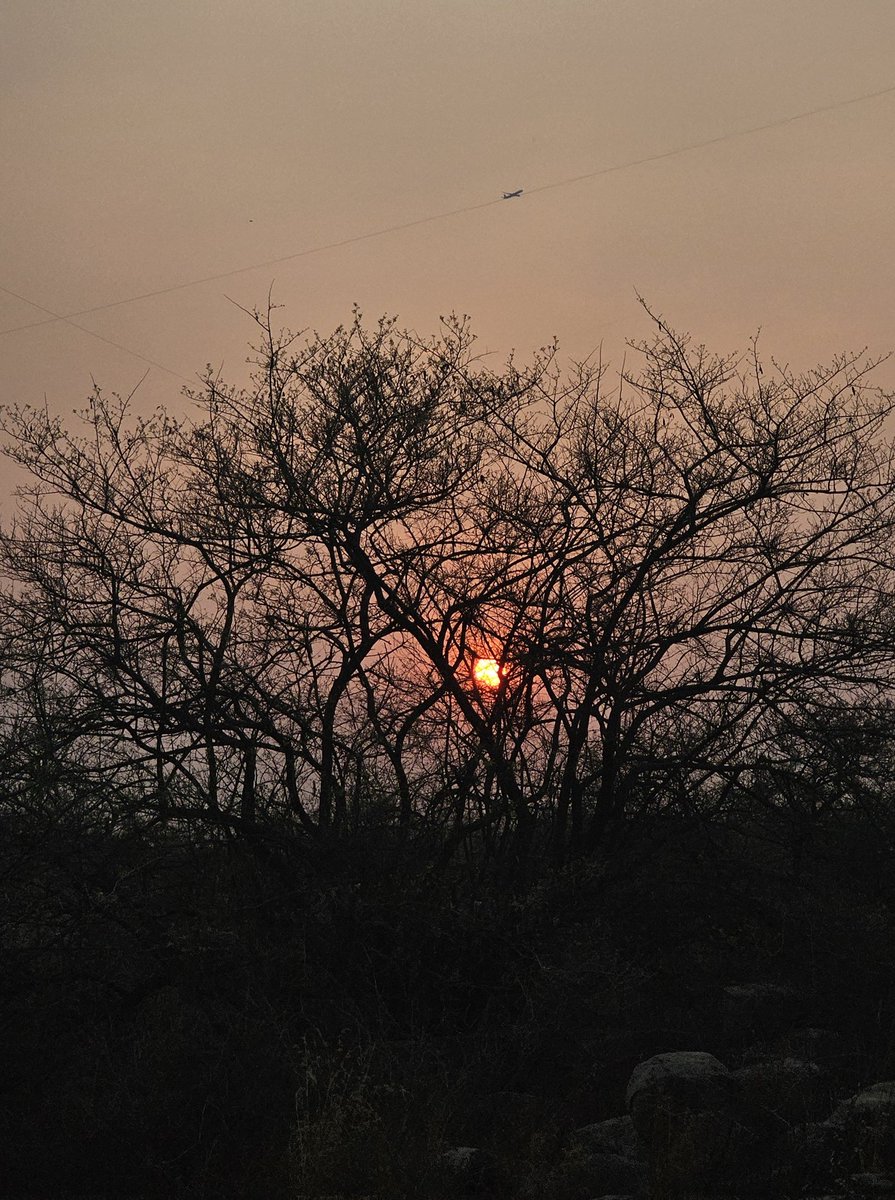 Coffeehudigi's tweet image. Chasing sunsets!
Brilliance of twilight! 
Mr. Hero garu, our peacock gave us company, Me and V finished our entire talking about Mr. Hero garu! #sunsets #photohour #sundays