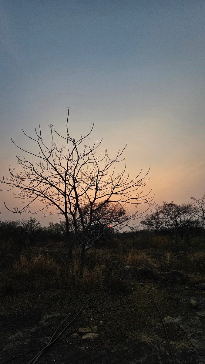 Coffeehudigi's tweet image. Chasing sunsets!
Brilliance of twilight! 
Mr. Hero garu, our peacock gave us company, Me and V finished our entire talking about Mr. Hero garu! #sunsets #photohour #sundays