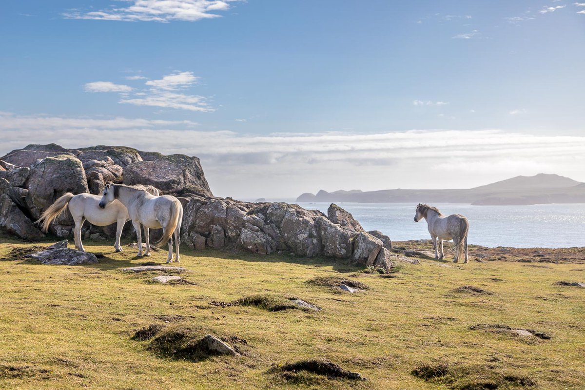 Welsh Mountain ponies, St David's Head