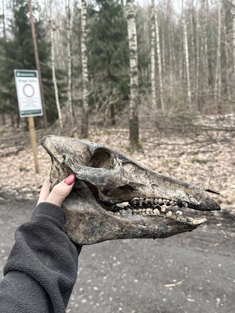 Doggler 🇵🇱 tweet media