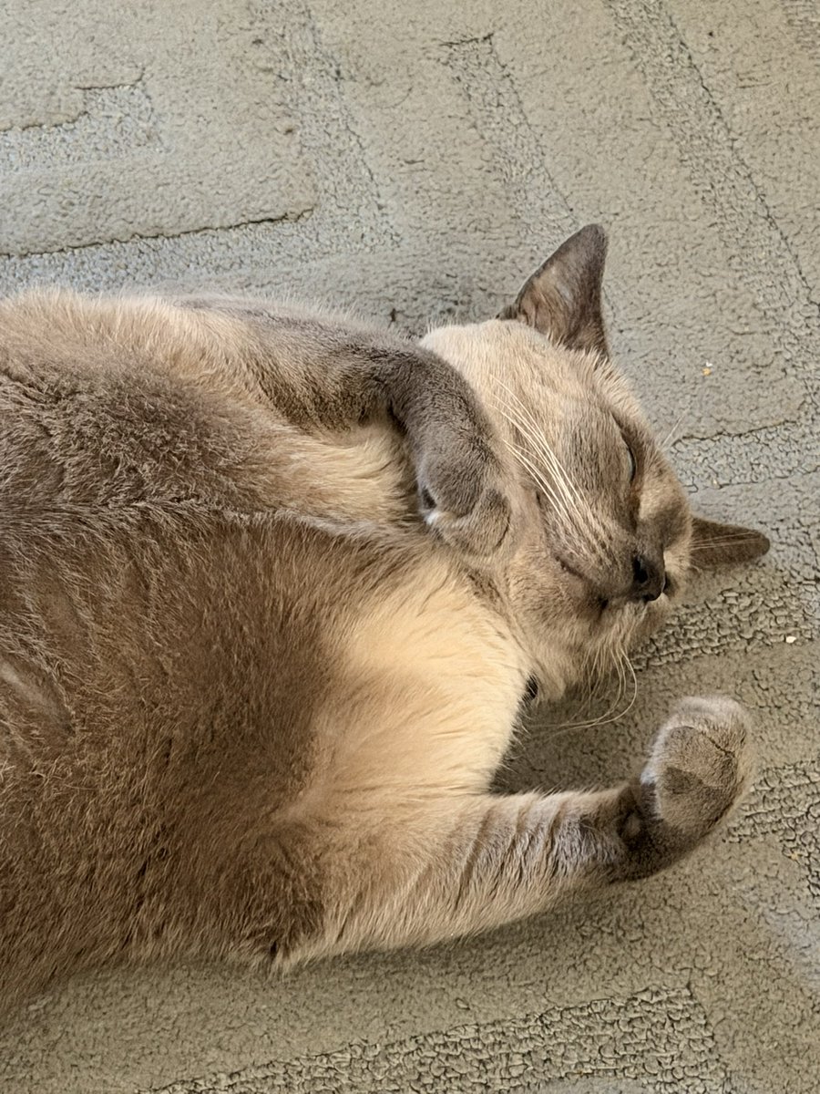 Tailson Silva tweet media