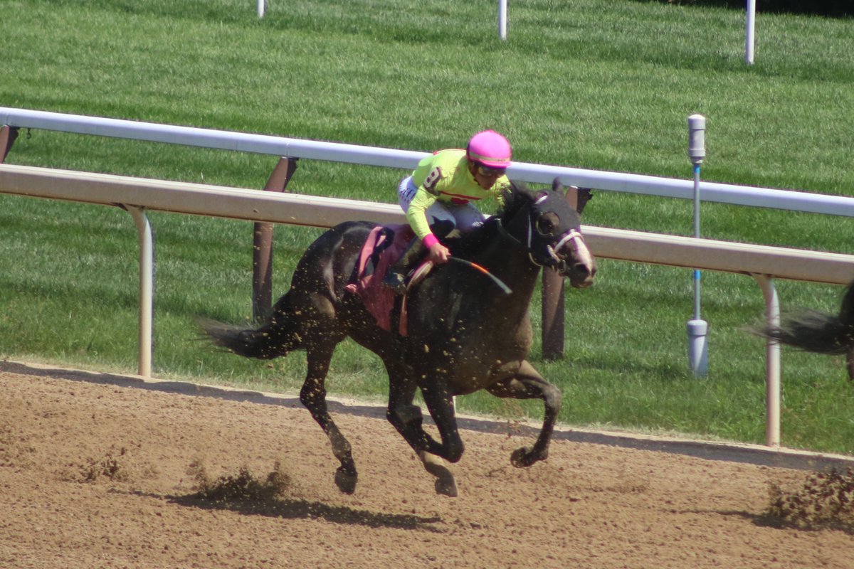 America’s Pastime Stables tweet media