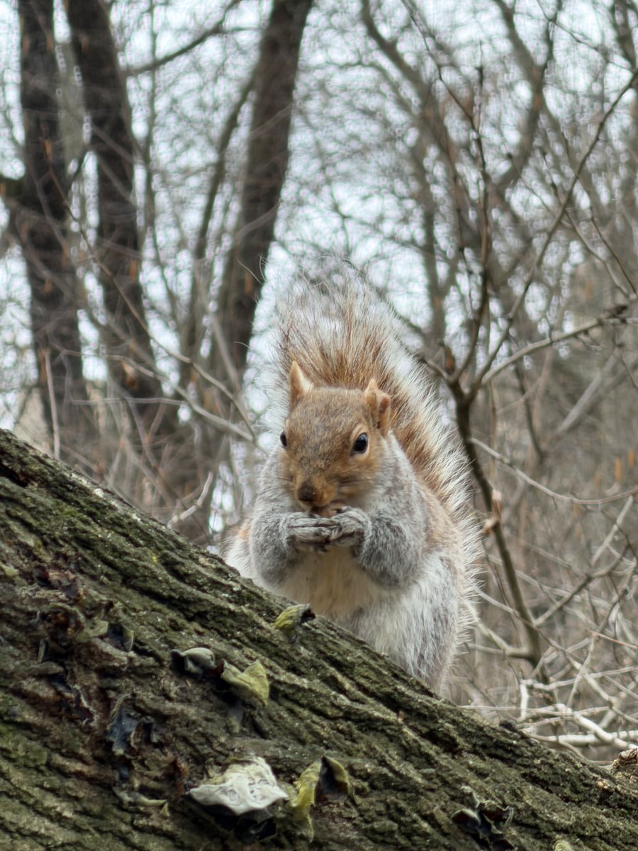 Fuzzy Squirrels tweet media