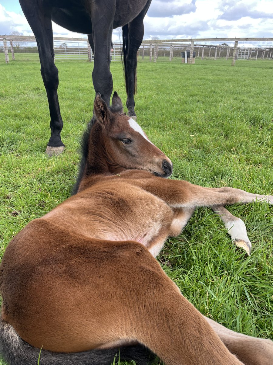 Brookside Stud tweet media