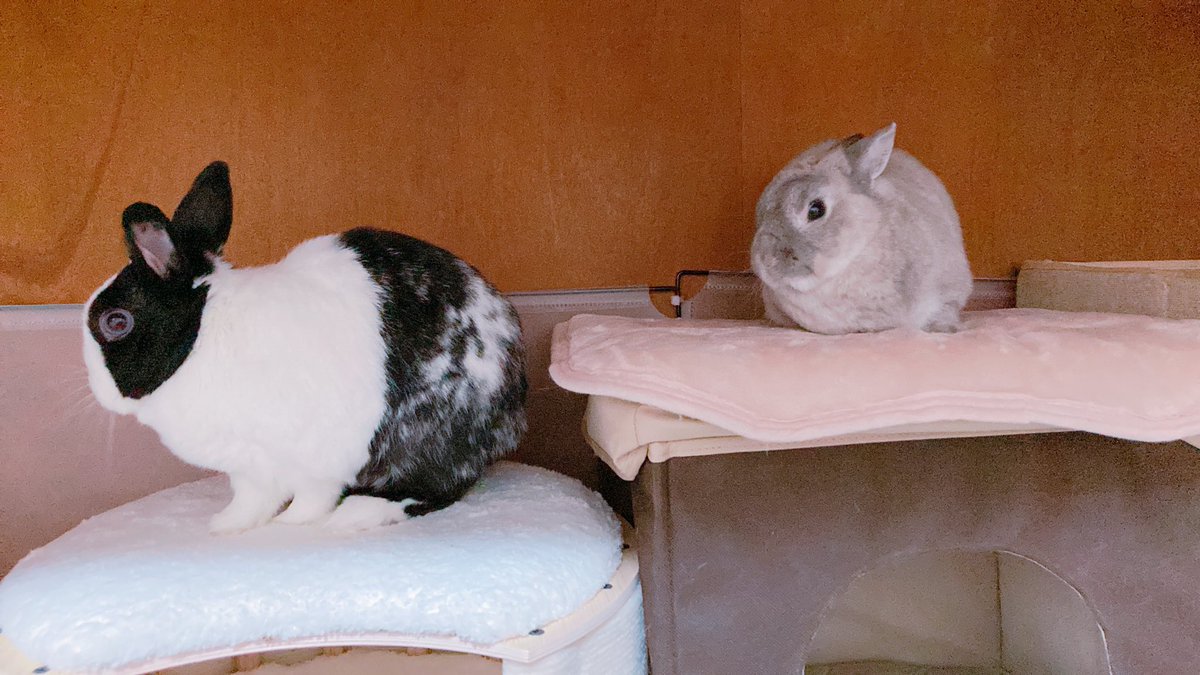 ペットハウスが増えたので嬉しいそうです