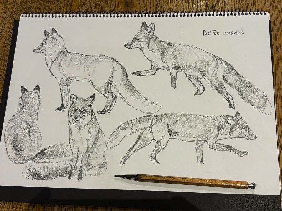 haiiromizunagi's tweet photo. 久々の所で #キツネ #Fox #RedFox #Vulpes #Caninae #Canidae を、いつもの所Ⅰで #ピューマ #Puma #Cougar #Felinae #Felidae を #大人の鉛筆 を使って #スケッチ #ドローイング 今日は久しぶりに全身のポーズバリエーションを描いてみた。次頁には、これも苦手な種を選んだが #狐 ほど躓いていない‥ https://t.co/CcoJu1g2Ib