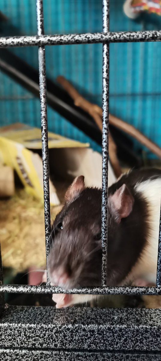 Nyeps Meloppy🍈🐕‍🦺 Dog Vtuber (epic) tweet media