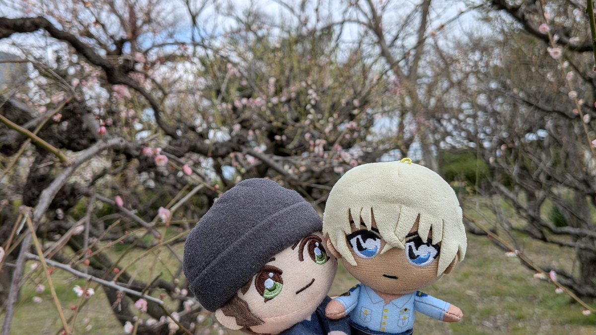 hatoyazero's tweet photo. 🥳日本の梅の花は綺麗だな、降谷零くん https://t.co/h1K4f8GZTT