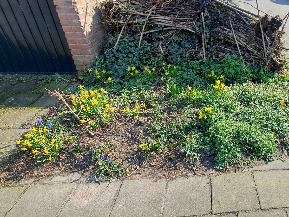 JiscaDijk's tweet photo. #bollen #bulbs #Narcis #Muscari #OpenbaarGroen #tegelwippen
De voorjaarsbolletjes in pot van vorig jaar staan nu in voormalig openbaar groen achter mijn huis 😊
Gooi de uitgebloeide bollen niet weg - geef ook hyacinten en tulpen een tweede kans. https://t.co/HNYGXFGxke