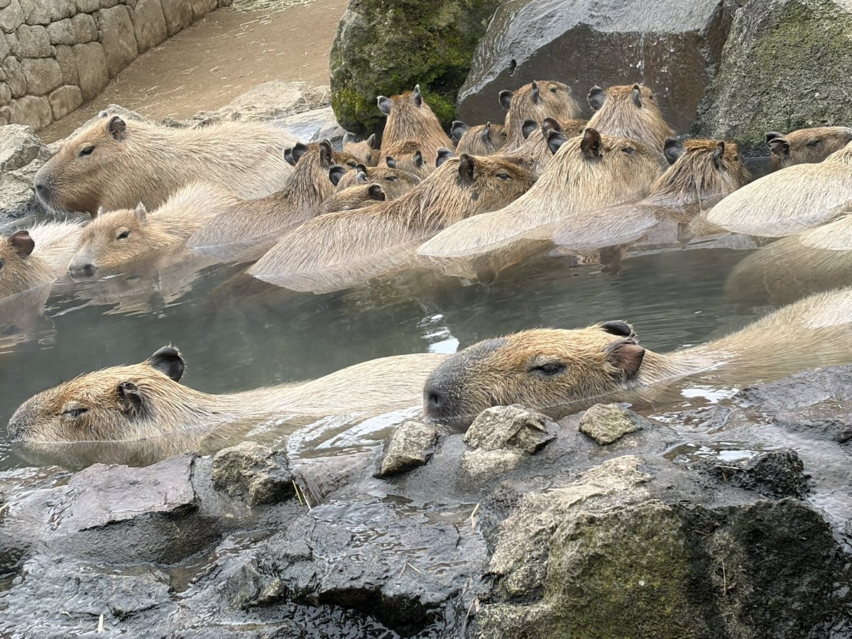mizuki_ko9's tweet photo. 動物園行った🫶 https://t.co/egeJBn0HHV