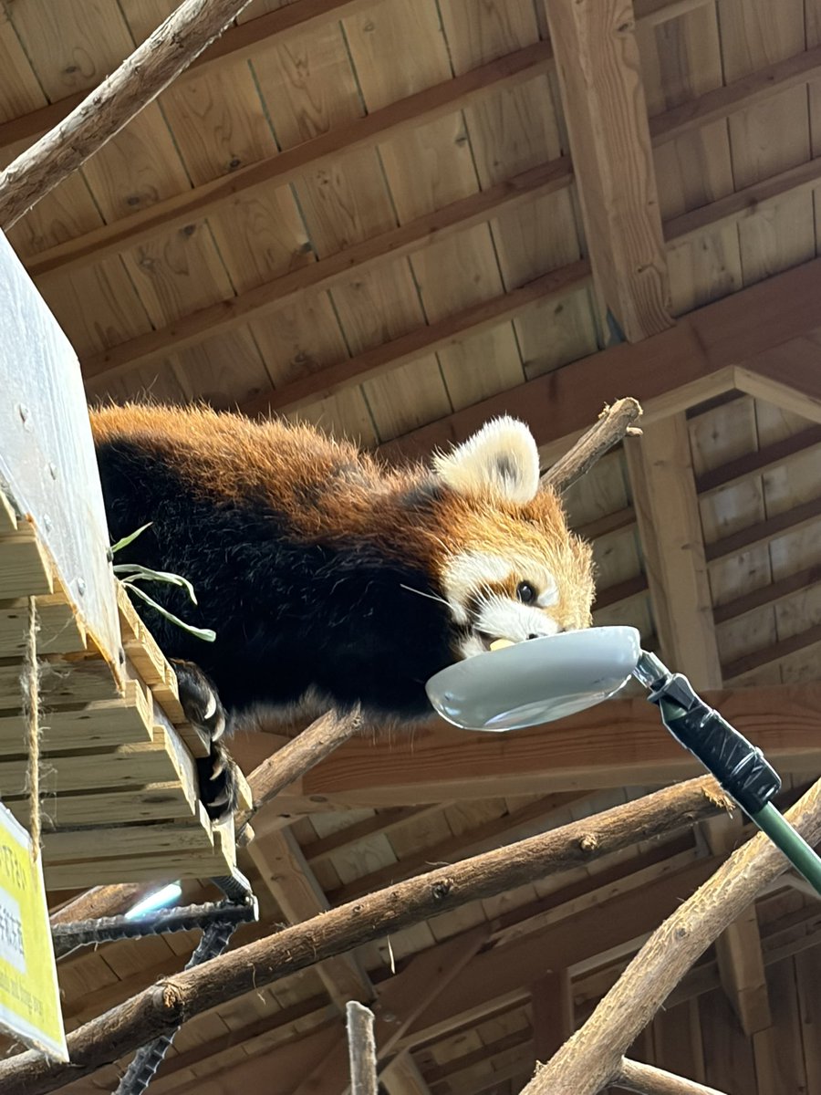 mizuki_ko9's tweet photo. 動物園行った🫶 https://t.co/egeJBn0HHV