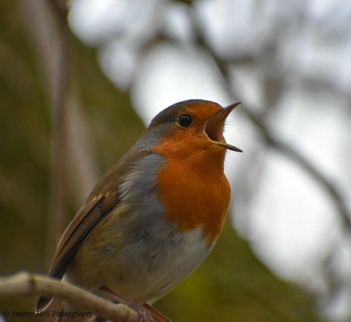 Janette Hall86 tweet media